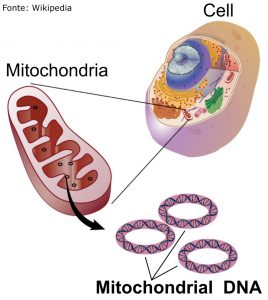Mutações genéticas no DNA da mitocôndria estão diretamente associados com autismo - Tismoo