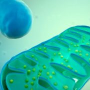 Mutações genéticas no DNA da mitocôndria estão diretamente associados com autismo - Tismoo